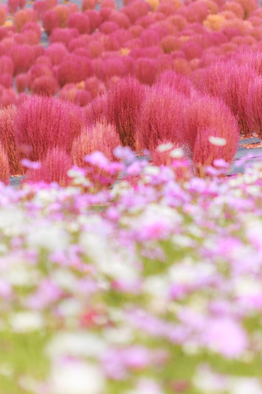 コキアとコスモスの共演