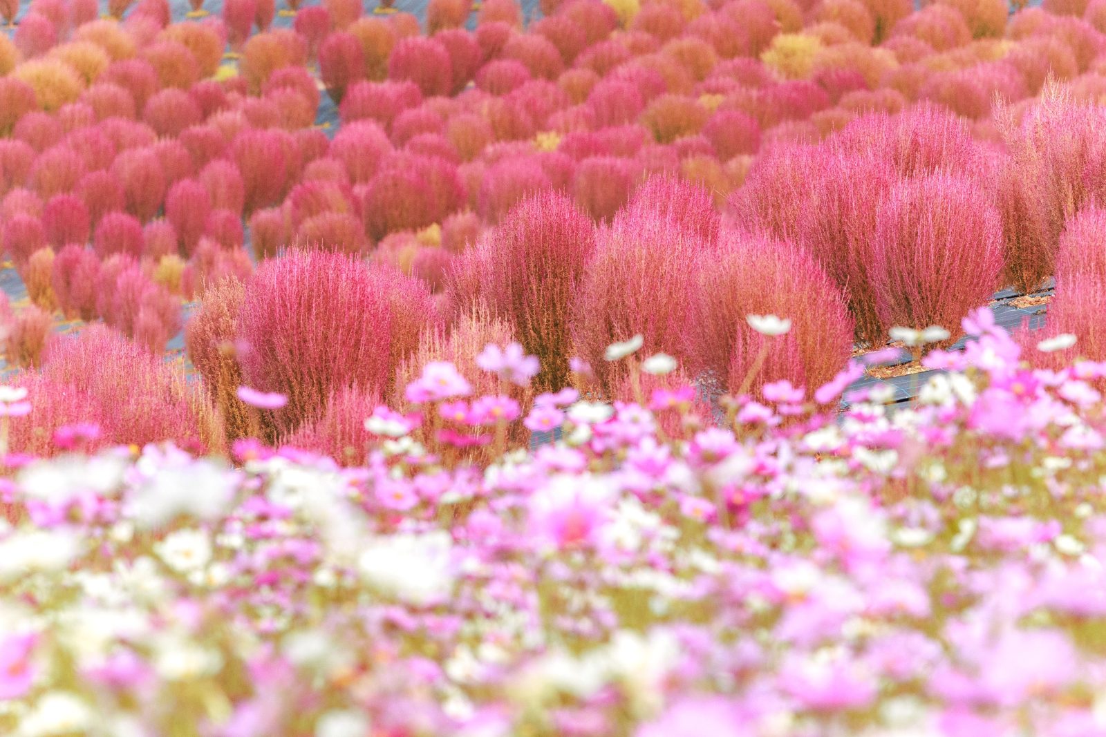 無料壁紙 無数のコキアとコスモス。PCとデスクトップ壁紙に最適な4K高画質の無料壁紙。三重県志摩市の志摩市観光農園で撮影したフリー写真素材