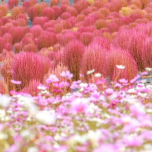 無料壁紙 無数のコキアとコスモス。PCとデスクトップ壁紙に最適な4K高画質の無料壁紙。三重県志摩市の志摩市観光農園で撮影したフリー写真素材