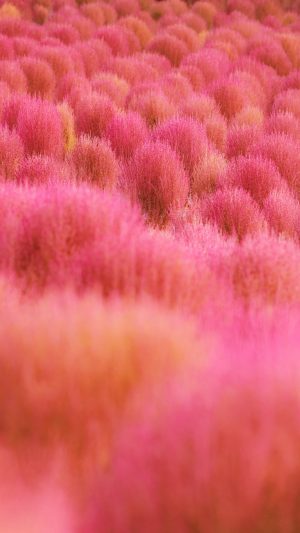 運気が上がる待ち受け 赤とピンクのコキアの待ち受け。AndroidとiPhoneに対応した4K高画質の無料スマホ壁紙。三重県志摩市の志摩市観光農園で撮影したフリー写真素材