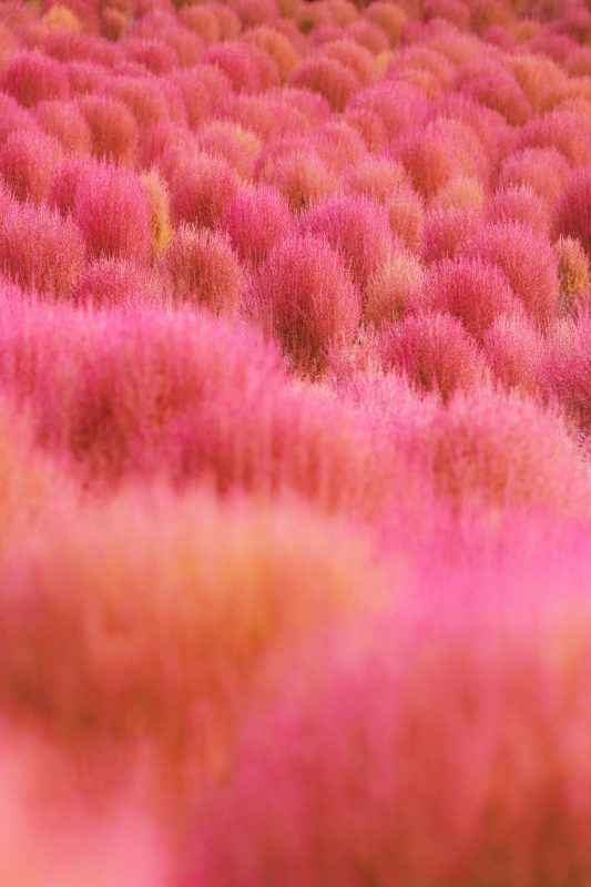 赤とピンクのコキアの待ち受け