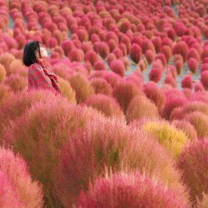 志摩市観光農園のフリー素材・壁紙