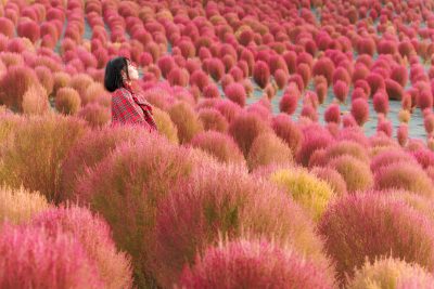無料壁紙 5200ほんのコキアを眺める女性。PCとデスクトップ壁紙に最適な4K高画質の無料壁紙。三重県志摩市の志摩市観光農園で撮影したフリー写真素材