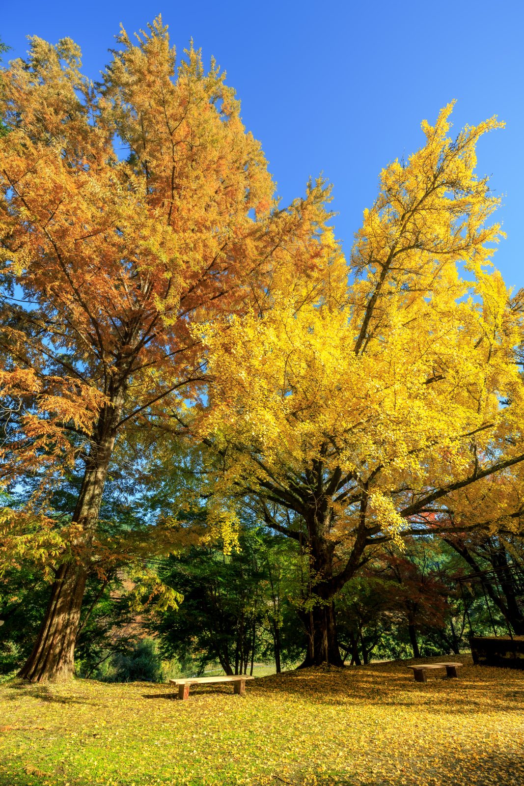 無料スマホ壁紙 紅葉するメタセコイアと銀杏。AndroidとiPhoneに対応した4K高画質の無料待ち受け画像。三重県津市の北畠神社で撮影したフリー写真素材