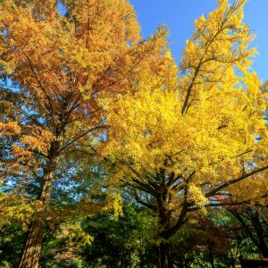 無料スマホ壁紙 紅葉するメタセコイアと銀杏。AndroidとiPhoneに対応した4K高画質の無料待ち受け画像。三重県津市の北畠神社で撮影したフリー写真素材