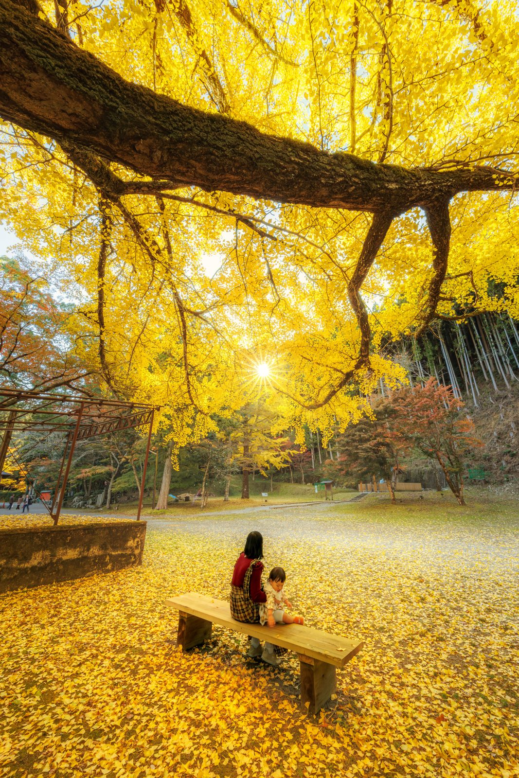 無料スマホ壁紙 銀杏を眺める家族。AndroidとiPhoneに対応した4K高画質の無料待ち受け画像。三重県津市の北畠神社で撮影したフリー写真素材