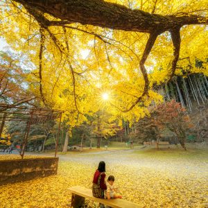 無料スマホ壁紙 銀杏を眺める家族。AndroidとiPhoneに対応した4K高画質の無料待ち受け画像。三重県津市の北畠神社で撮影したフリー写真素材