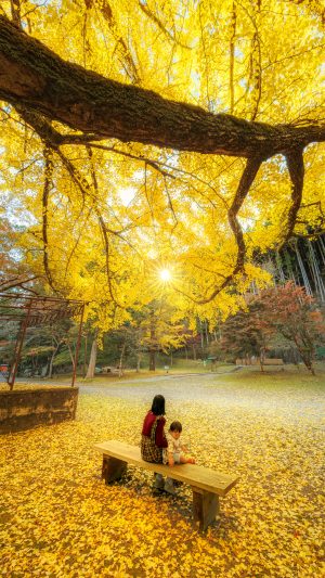 無料スマホ壁紙 銀杏を眺める家族。AndroidとiPhoneに対応した4K高画質の無料待ち受け画像。三重県津市の北畠神社で撮影したフリー写真素材