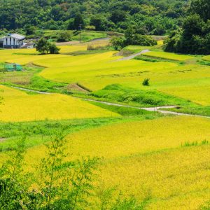 展望台から眺める段々とした棚田