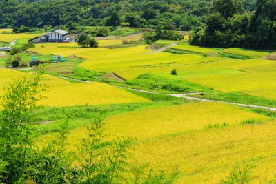 西山の棚田の写真「展望台から眺める段々とした棚田」