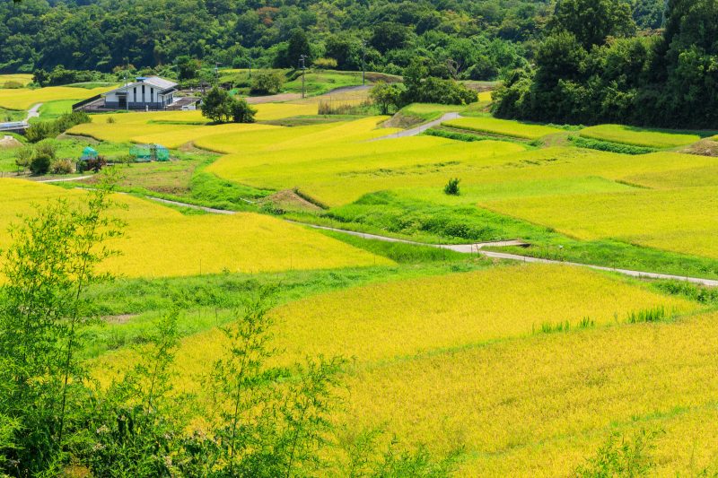 西山の棚田の写真「展望台から眺める段々とした棚田」