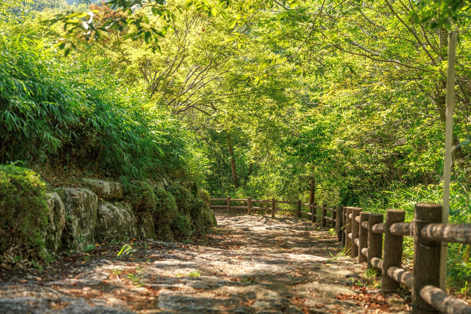 岩倉峡公園の写真「体験学習の丘へと続く木漏れ日と新緑の階段」