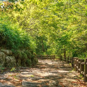 無料壁紙 体験学習の丘へと続く木漏れ日と新緑の階段。PCとデスクトップ壁紙に最適な4K高画質の無料壁紙。三重県伊賀市の岩倉峡公園で撮影したフリー写真素材