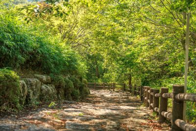 岩倉峡公園の写真「体験学習の丘へと続く木漏れ日と新緑の階段」