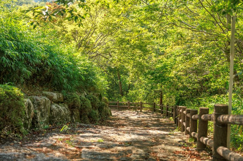 岩倉峡公園の写真「体験学習の丘へと続く木漏れ日と新緑の階段」