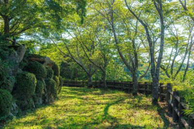 岩倉峡公園の写真「新緑の桜並木」