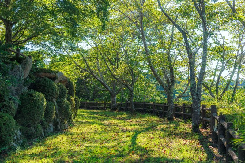 岩倉峡公園の写真「新緑の桜並木」