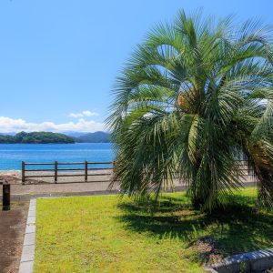 無料壁紙 駐車場にあるヤシの木。PCとデスクトップ壁紙に最適な4K高画質の無料壁紙。三重県紀北町の黒浜海水浴場で撮影したフリー写真素材