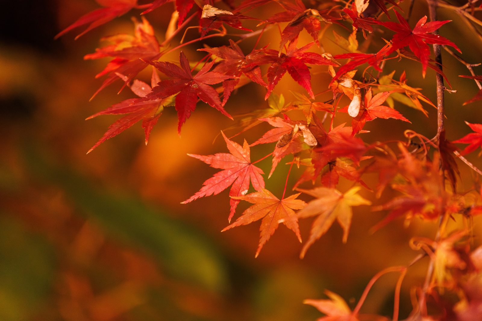 無料壁紙 日本庭園の紅葉ライトアップ。PCとデスクトップ壁紙に最適な4K高画質の無料壁紙。三重県津市のそうぶんの月灯りで撮影したフリー写真素材