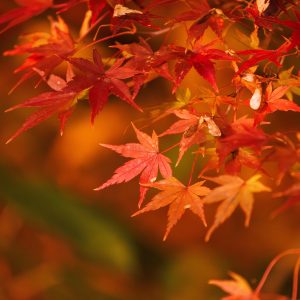 無料壁紙 日本庭園の紅葉ライトアップ。PCとデスクトップ壁紙に最適な4K高画質の無料壁紙。三重県津市のそうぶんの月灯りで撮影したフリー写真素材