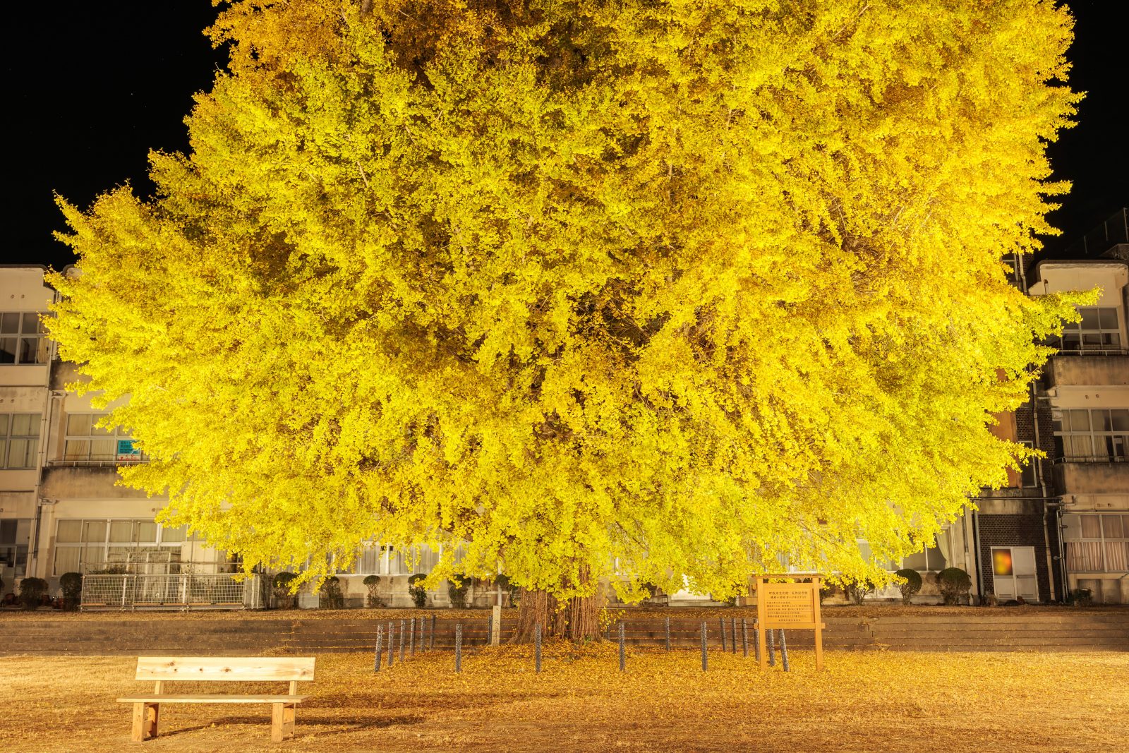 無料壁紙 大銀杏ライトアップを校舎の正面から眺める。PCとデスクトップ壁紙に最適な4K高画質の無料壁紙。三重県南伊勢町の旧穂原小学校の大イチョウで撮影したフリー写真素材