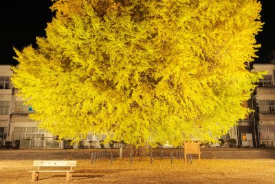 無料壁紙 大銀杏ライトアップを校舎の正面から眺める。PCとデスクトップ壁紙に最適な4K高画質の無料壁紙。三重県南伊勢町の旧穂原小学校の大イチョウで撮影したフリー写真素材