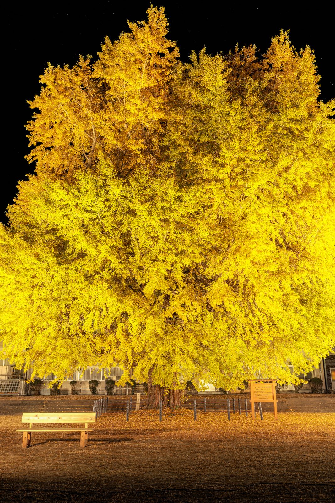 無料スマホ壁紙 夜空に浮かぶ黄金の大銀杏。AndroidとiPhoneに対応した4K高画質の無料待ち受け画像。三重県南伊勢町の旧穂原小学校の大イチョウで撮影したフリー写真素材