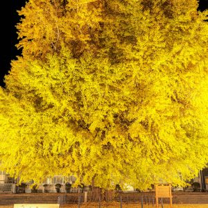 無料スマホ壁紙 夜空に浮かぶ黄金の大銀杏。AndroidとiPhoneに対応した4K高画質の無料待ち受け画像。三重県南伊勢町の旧穂原小学校の大イチョウで撮影したフリー写真素材