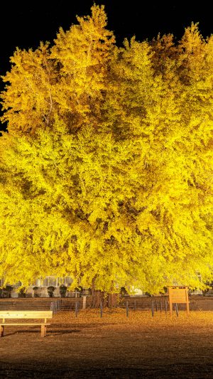無料スマホ壁紙 夜空に浮かぶ黄金の大銀杏。AndroidとiPhoneに対応した4K高画質の無料待ち受け画像。三重県南伊勢町の旧穂原小学校の大イチョウで撮影したフリー写真素材