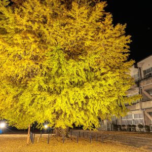 無料壁紙 ライトアップされる大銀杏と校舎。PCとデスクトップ壁紙に最適な4K高画質の無料壁紙。三重県南伊勢町の旧穂原小学校の大イチョウで撮影したフリー写真素材