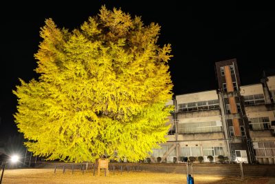 無料壁紙 夜空に輝く大銀杏ライトアップ。PCとデスクトップ壁紙に最適な4K高画質の無料壁紙。三重県南伊勢町の旧穂原小学校の大イチョウで撮影したフリー写真素材