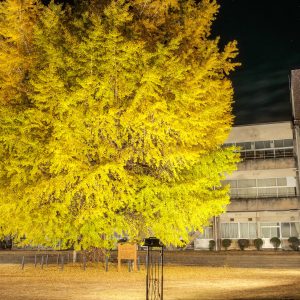 無料壁紙 ３階建ての校舎より高い大銀杏。PCとデスクトップ壁紙に最適な4K高画質の無料壁紙。三重県南伊勢町の旧穂原小学校の大イチョウで撮影したフリー写真素材