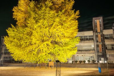 無料壁紙 ３階建ての校舎より高い大銀杏。PCとデスクトップ壁紙に最適な4K高画質の無料壁紙。三重県南伊勢町の旧穂原小学校の大イチョウで撮影したフリー写真素材