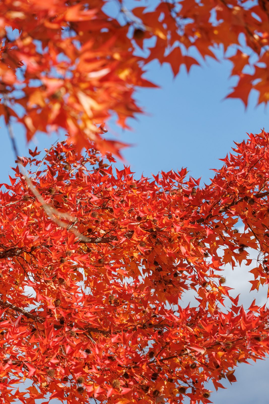 無料スマホ壁紙 赤とオレンジのフウの木の葉っぱ。AndroidとiPhoneに対応した4K高画質の無料待ち受け画像。三重県菰野町の三重県民の森で撮影したフリー写真素材