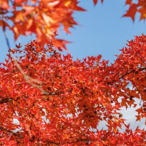 無料スマホ壁紙 赤とオレンジのフウの木の葉っぱ。AndroidとiPhoneに対応した4K高画質の無料待ち受け画像。三重県菰野町の三重県民の森で撮影したフリー写真素材