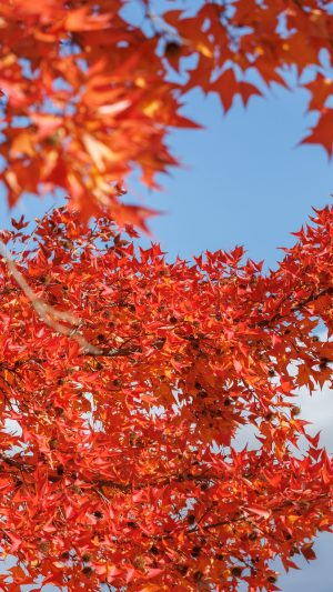 無料スマホ壁紙 赤とオレンジのフウの木の葉っぱ。AndroidとiPhoneに対応した4K高画質の無料待ち受け画像。三重県菰野町の三重県民の森で撮影したフリー写真素材