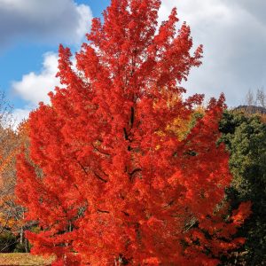 運気が上がる待ち受け 赤いクリスマスツリーと呼ばれるフウの木。AndroidとiPhoneに対応した4K高画質の無料スマホ壁紙。三重県菰野町の三重県民の森で撮影したフリー写真素材