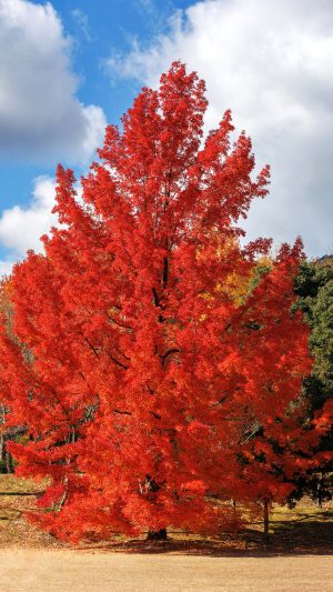 運気が上がる待ち受け 赤いクリスマスツリーと呼ばれるフウの木。AndroidとiPhoneに対応した4K高画質の無料スマホ壁紙。三重県菰野町の三重県民の森で撮影したフリー写真素材