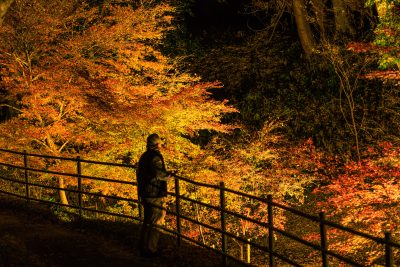 無料壁紙 真っ赤な紅葉ライトアップを眺める人。PCとデスクトップ壁紙に最適な4K高画質の無料壁紙。三重県玉城町の田丸城跡で撮影したフリー写真素材