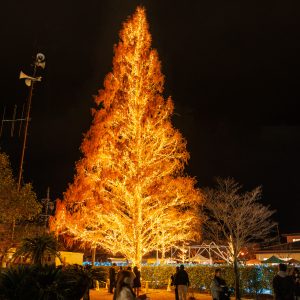 無料壁紙 松阪の一夜 クリスマスライトアップ。PCとデスクトップ壁紙に最適な4K高画質の無料壁紙。三重県松阪市の鈴の森公園で撮影したフリー写真素材