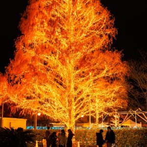 無料壁紙 燃えるように輝くクリスマスツリー。PCとデスクトップ壁紙に最適な4K高画質の無料壁紙。三重県松阪市の鈴の森公園で撮影したフリー写真素材