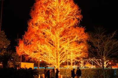 無料壁紙 燃えるように輝くクリスマスツリー。PCとデスクトップ壁紙に最適な4K高画質の無料壁紙。三重県松阪市の鈴の森公園で撮影したフリー写真素材