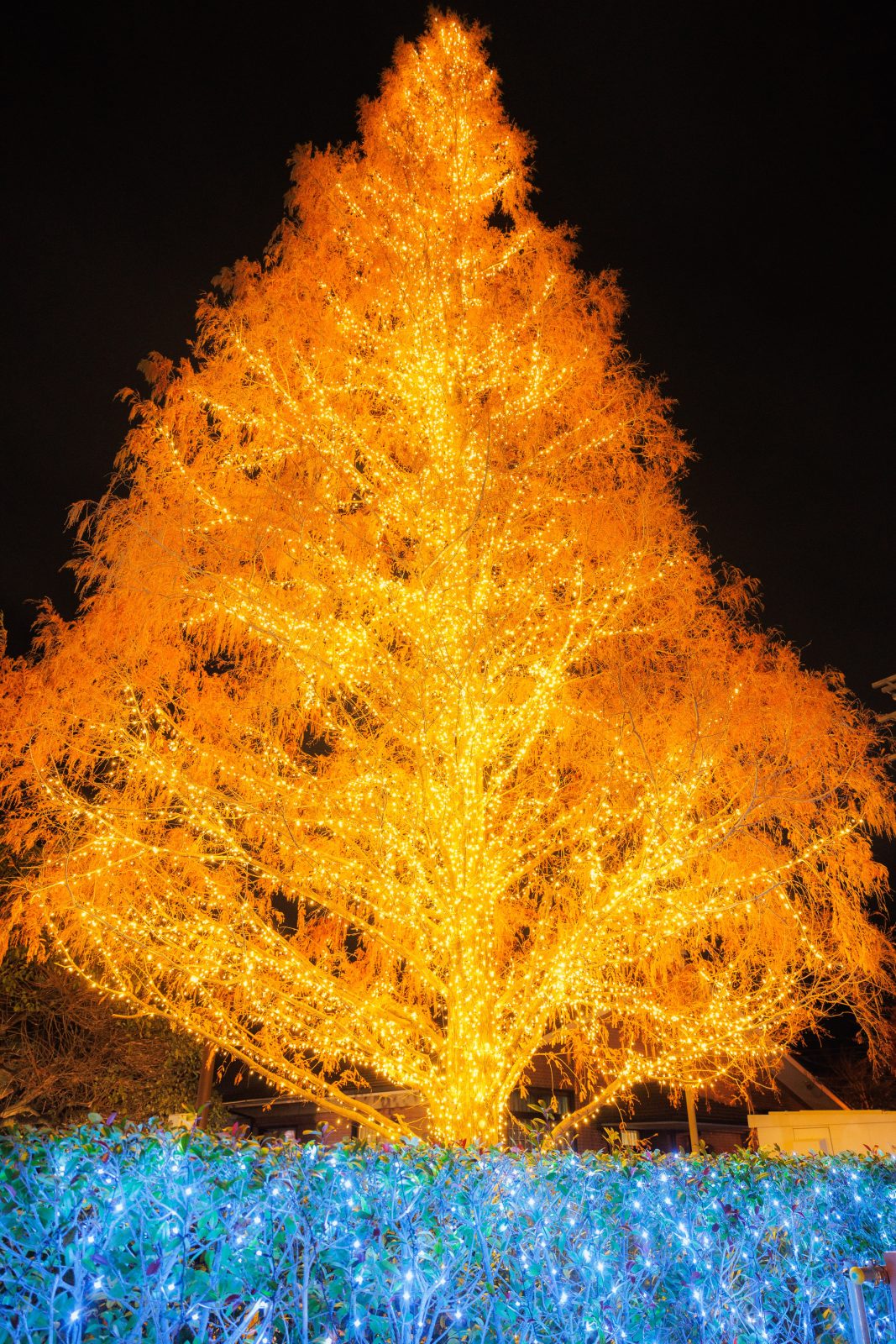 無料スマホ壁紙 メタセコイアのクリスマスツリー。AndroidとiPhoneに対応した4K高画質の無料待ち受け画像。三重県松阪市の鈴の森公園で撮影したフリー写真素材