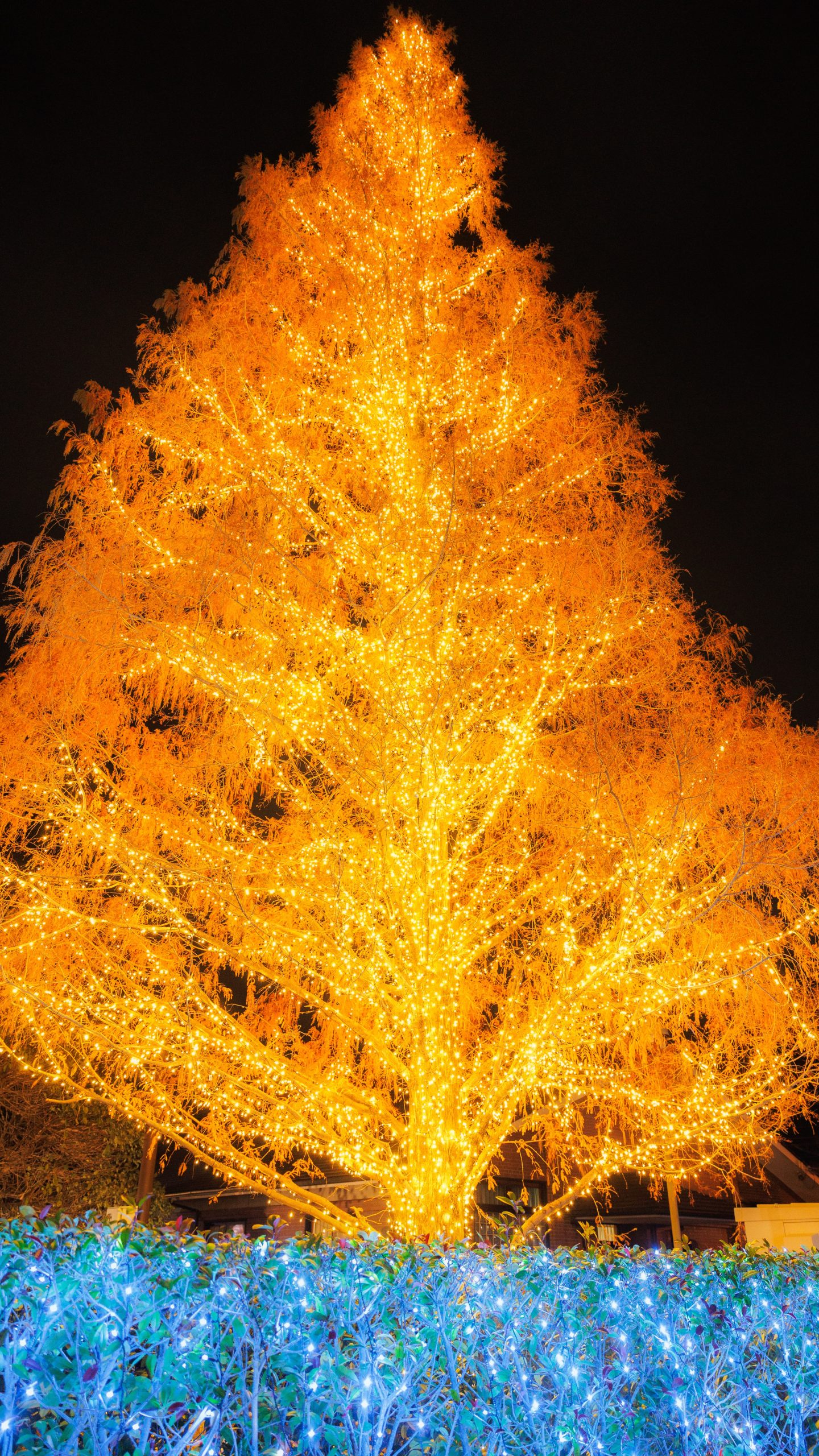 無料スマホ壁紙 メタセコイアのクリスマスツリー。AndroidとiPhoneに対応した4K高画質の無料待ち受け画像。三重県松阪市の鈴の森公園で撮影したフリー写真素材