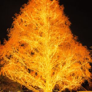 無料スマホ壁紙 メタセコイアのクリスマスツリー。AndroidとiPhoneに対応した4K高画質の無料待ち受け画像。三重県松阪市の鈴の森公園で撮影したフリー写真素材