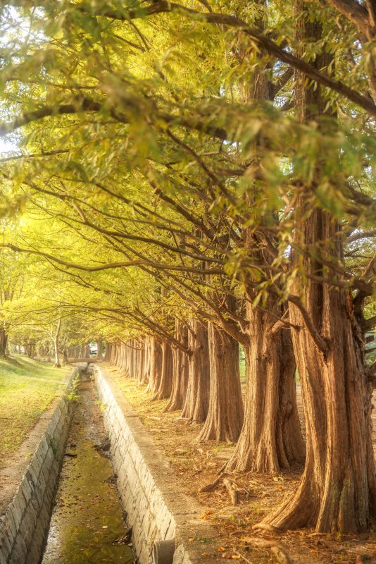 石垣池公園の写真「夕暮れの黄葉メタセコイア」