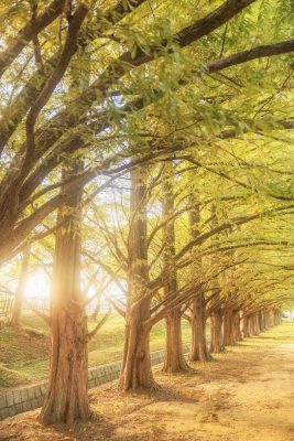 石垣池公園の写真「西陽でフワッと映るメタセコイア」