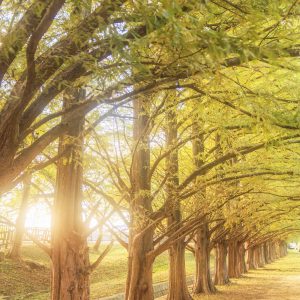 石垣池公園の写真「西陽でフワッと映るメタセコイア」