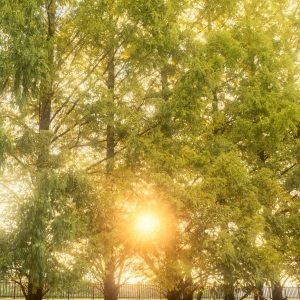 石垣池公園の写真「黄葉に色づくメタセコイアと西陽」