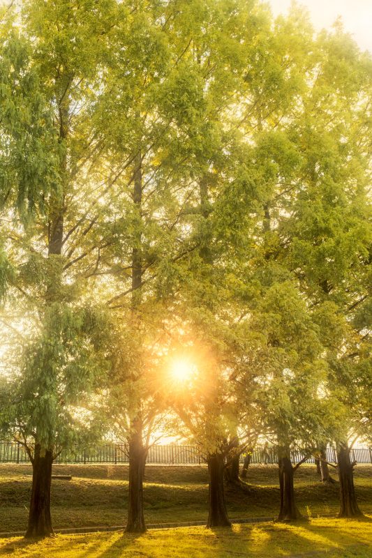 石垣池公園の写真「黄葉に色づくメタセコイアと西陽」